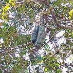 Cassia grandis Fruit