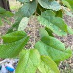 Guazuma ulmifolia Feuille