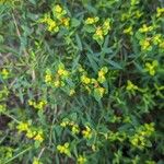 Euphorbia spinosa ফুল