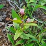 Cleome monophylla Fulla