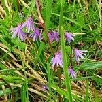 Soldanella carpatica Floare