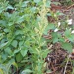 Chenopodium album Habitus