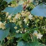 Tilia mongolica 花