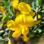 Cytisus spinosus Kvet
