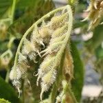 Pterostyrax hispidus Froito