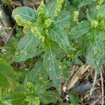 Mercurialis annua Leaf