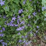 Campanula poscharskyana Flor