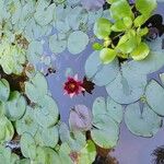 Nymphaea candida Flower