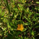 Turnera diffusa Агульны выгляд