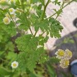 Tanacetum parthenium Leaf