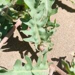 Oenothera laciniata Leaf