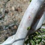 Maerua parvifolia 樹皮