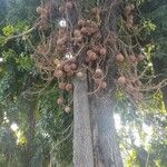 Couroupita guianensis फल