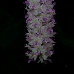 Rhynchostylis retusa Buveinė