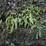 Asplenium trichomanes 整株植物