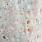 Angophora costata Corteza
