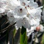 Rhododendron uvariifolium Flor