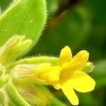 Alkanna graeca Flor