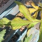 Cephalaria gigantea Leaf