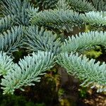 Abies procera Лист