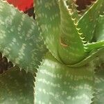 Aloe maculata葉