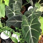 Alocasia micholitziana Φύλλο