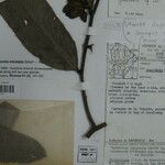 Guatteria richardii Otro
