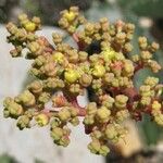 Cyphostemma seitzianum Flor