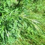 Artemisia verlotiorum Leht