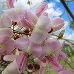 Gliricidia sepium Flower