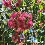 Eucalyptus torquata Kwiat