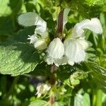 Lamium album Flower