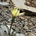 Scorzonera aristata 花