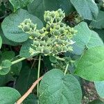 Solanum abutiloides Fruit