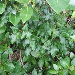 Toxicodendron diversilobum Hoja