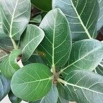 Ficus benghalensis 葉