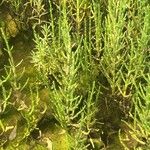 Salicornia europaea Blatt