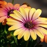 Dimorphotheca sinuata 花