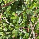 Thymus serpyllum Φύλλο