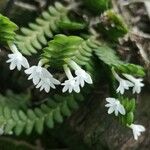 Angraecum distichum Blüte