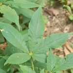 Cleome spinosa Leaf