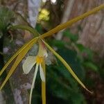 Epidendrum nocturnum Flower