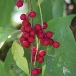 Schisandra chinensis Plod