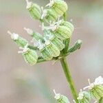 Trachyspermum ammi Fruit