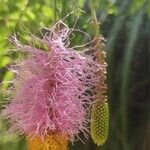 Dichrostachys cinerea Flower