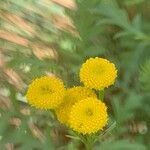 Tanacetum vulgareKvet