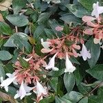 Abelia x grandiflora Flor