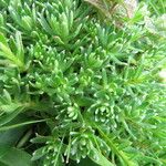 Saxifraga aizoides Fuelha