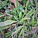 Plantago lagopus Leaf