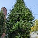 Pseudotsuga menziesii Alkat (teljes növény)